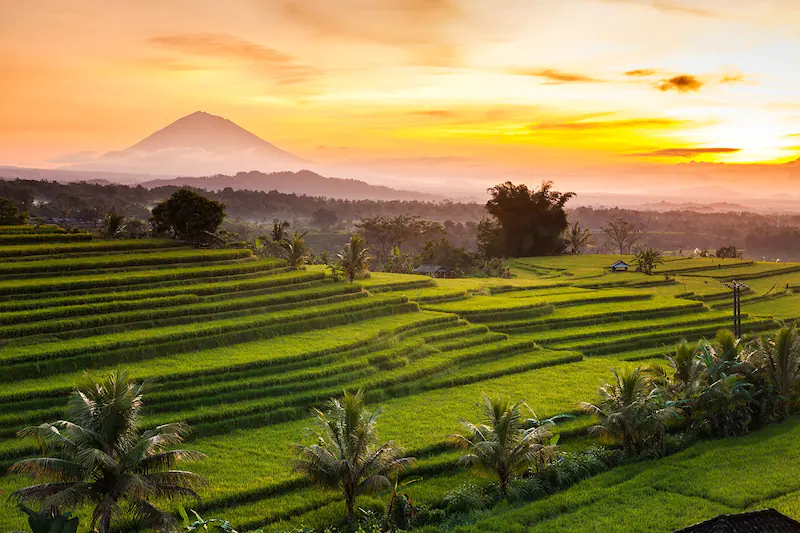 jatiluwih rice terrace