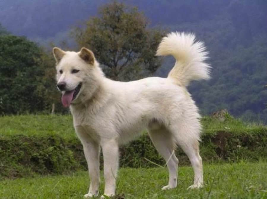 White dog standing on green grass field