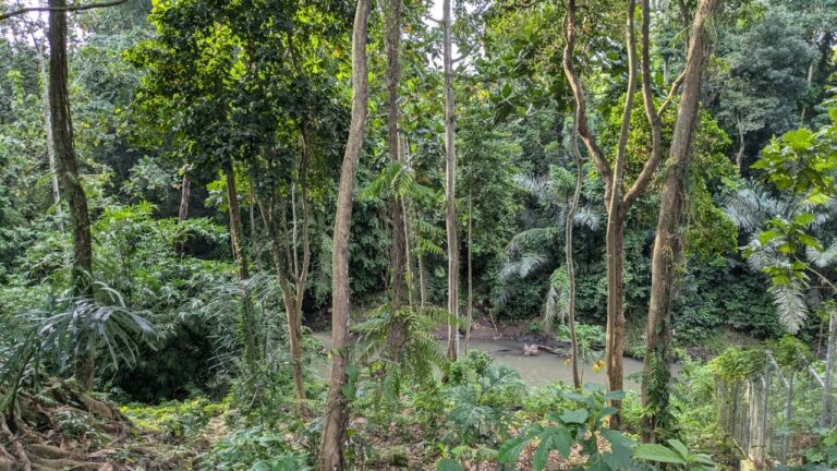 Dense tropical forest with lush green foliage.