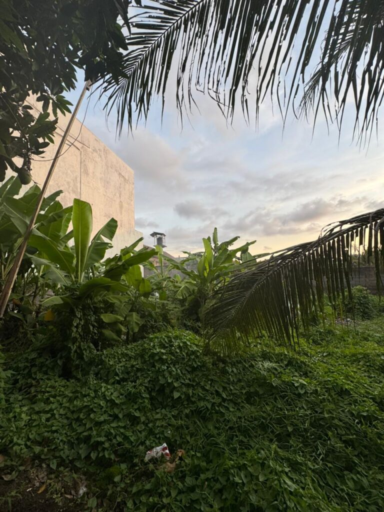 Lush green garden with palm trees and foliage.
