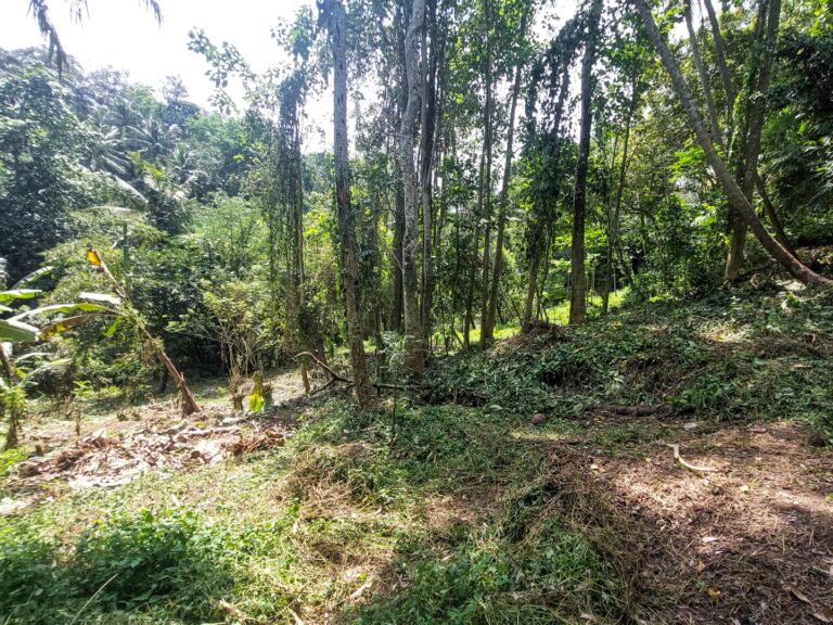 Sunlit forest with lush green undergrowth.