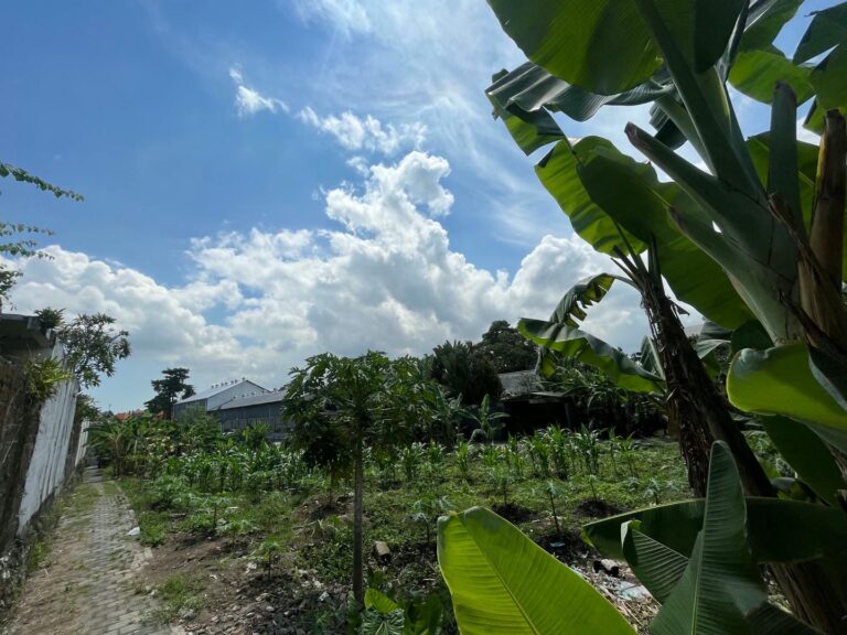 Lush tropical garden under blue sky and clouds.