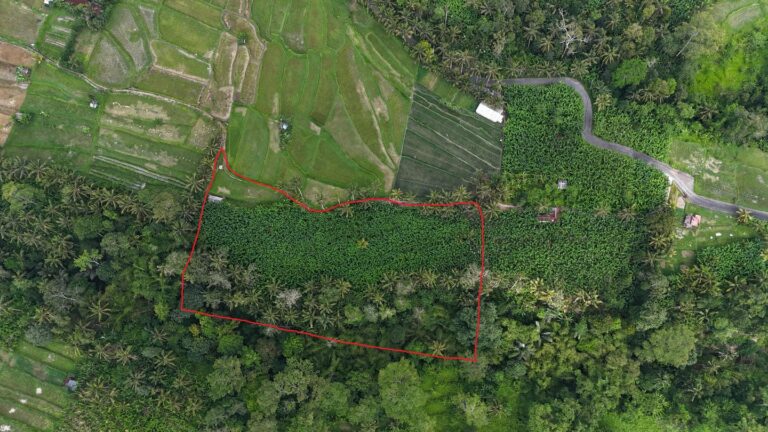 Aerial view of lush green forested land.